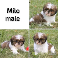 Milo, a male Shih Tzu for sale in Clare, MI – 4 of 4