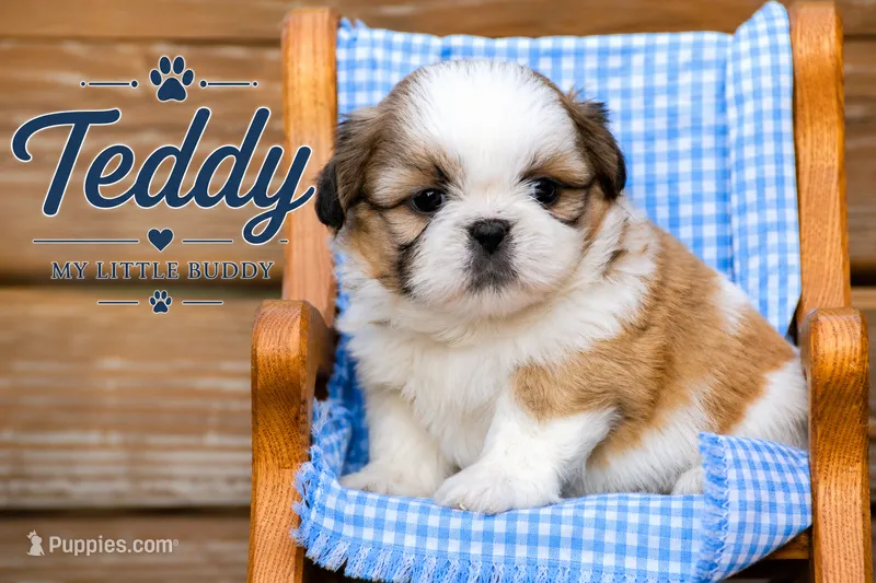 Teddy – Shih Tzu puppy for sale in Clare, MI