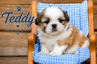 Teddy, a male Shih Tzu for sale in Clare, MI – 1 of 4