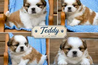 Teddy, a male Shih Tzu for sale in Clare, MI – 3 of 4