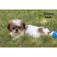 Oliver, a male Shih Tzu for sale in Clare, MI – 2 of 5