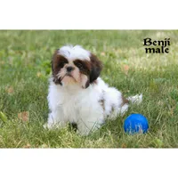 Benji, a male Shih Tzu for sale in Clare, MI – 3 of 4