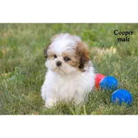 Cooper, a male Shih Tzu for sale in Clare, MI – 4 of 5