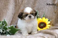 Molly, a female Shih Tzu for sale in Clare, MI – 4 of 4
