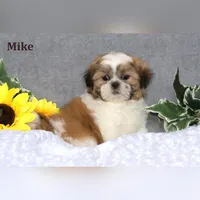 Mike, a male Shih Tzu for sale in Clare, MI – Photo 2 of 3