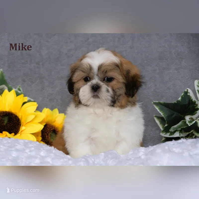 Mike – Shih Tzu puppy for sale in Clare, MI