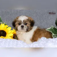Mike, a male Shih Tzu for sale in Clare, MI – Photo 3 of 3