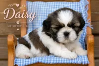 Daisy, a female Shih Tzu for sale in Clare, MI – 1 of 2