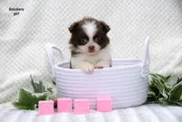 Snickers, a female Pomeranian and Shih Tzu for sale in Clare, MI – 2 of 4
