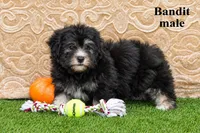 Bandit, a male Havanese for sale in Clare, MI – 2 of 3