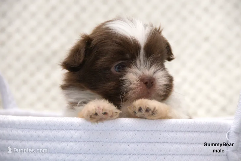 Gummy Bear – Pomeranian, Shih Tzu puppy for sale in Clare, MI