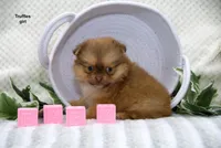 Truffles, a female Pomeranian and Shih Tzu for sale in Clare, MI – 4 of 5