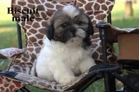 Biscuit, a female Shih Tzu for sale in Clare, MI – 3 of 3
