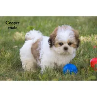 Cooper, a male Shih Tzu for sale in Clare, MI – 2 of 5