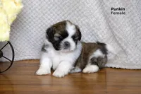 Punkin, a male Shih Tzu for sale in Clare, MI – 2 of 3