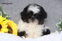 Margaret, a female Shih Tzu for sale in Clare, MI – Photo 2 of 3