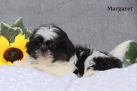 Margaret, a female Shih Tzu for sale in Clare, MI – Photo 3 of 3