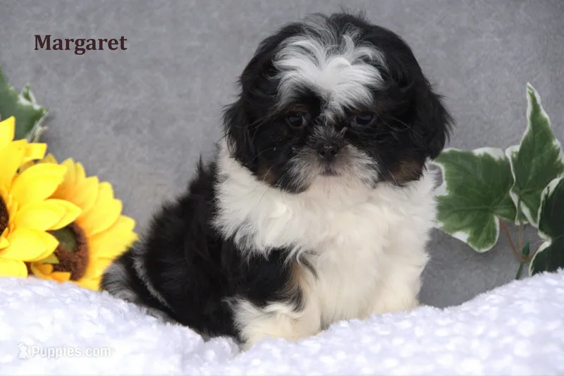 Margaret – Shih Tzu puppy for sale in Clare, MI