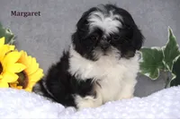 Margaret, a female Shih Tzu for sale in Clare, MI – Photo 1 of 3
