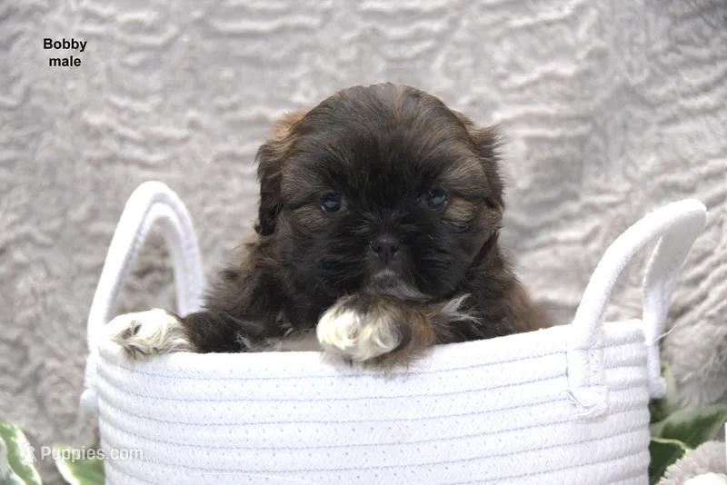Bobby, a male Shih Tzu for sale in Clare, MI – 1 of 3
