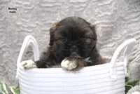 Bobby, a male Shih Tzu for sale in Clare, MI – 1 of 3
