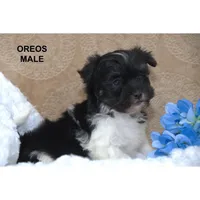 Oreos, a male Havanese for sale in Clare, MI – Photo 2 of 2