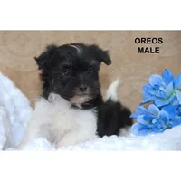 Oreos, a male Havanese for sale in Clare, MI – Photo 1 of 2