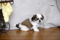 Pippy, a female Shih Tzu for sale in Clare, MI – 2 of 4