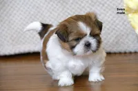 Sven, a male Shih Tzu for sale in Clare, MI – 3 of 4