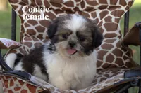 Cookie, a female Shih Tzu for sale in Clare, MI – 2 of 3