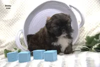 Bobby, a male Shih Tzu for sale in Clare, MI – 2 of 3