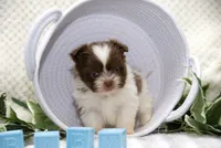 Gummy Bear, a male Pomeranian and Shih Tzu for sale in Clare, MI – 3 of 5