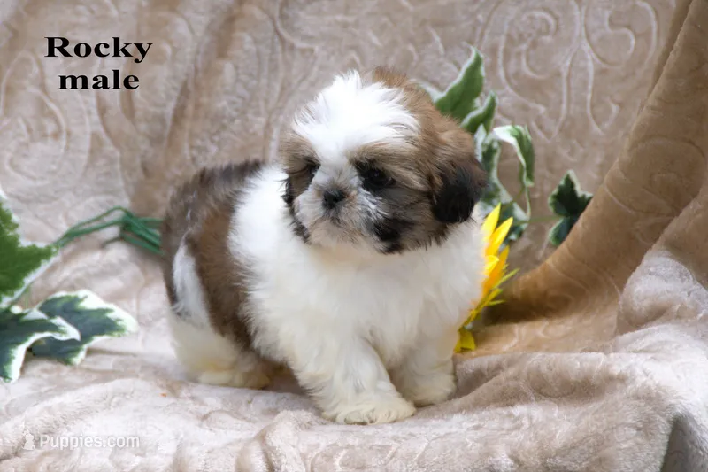 Rocky – Shih Tzu puppy for sale in Clare, MI
