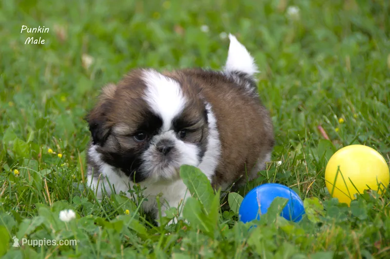 Punkin – Shih Tzu puppy for sale in Clare, MI
