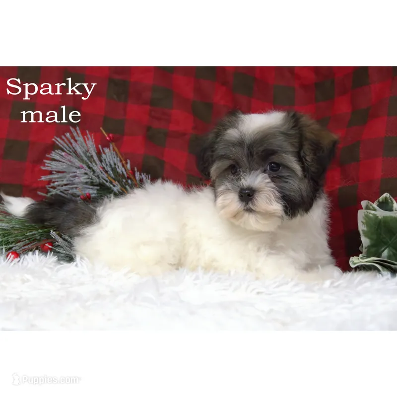Sparky