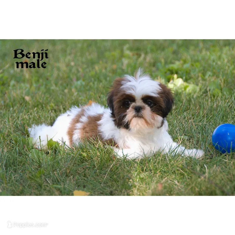 Benji – Shih Tzu puppy for sale in Clare, MI