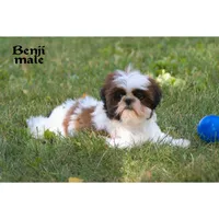Benji, a male Shih Tzu for sale in Clare, MI – 1 of 4
