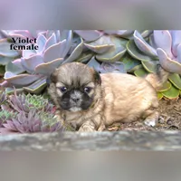 Violet, a female Shih Tzu for sale in Clare, MI – 2 of 3