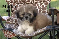 Muffin, a male Shih Tzu for sale in Clare, MI – 2 of 2