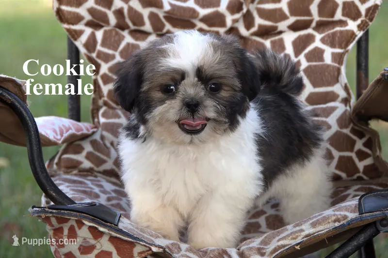 Cookie – Shih Tzu puppy for sale in Clare, MI