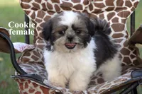 Cookie, a female Shih Tzu for sale in Clare, MI – 1 of 3