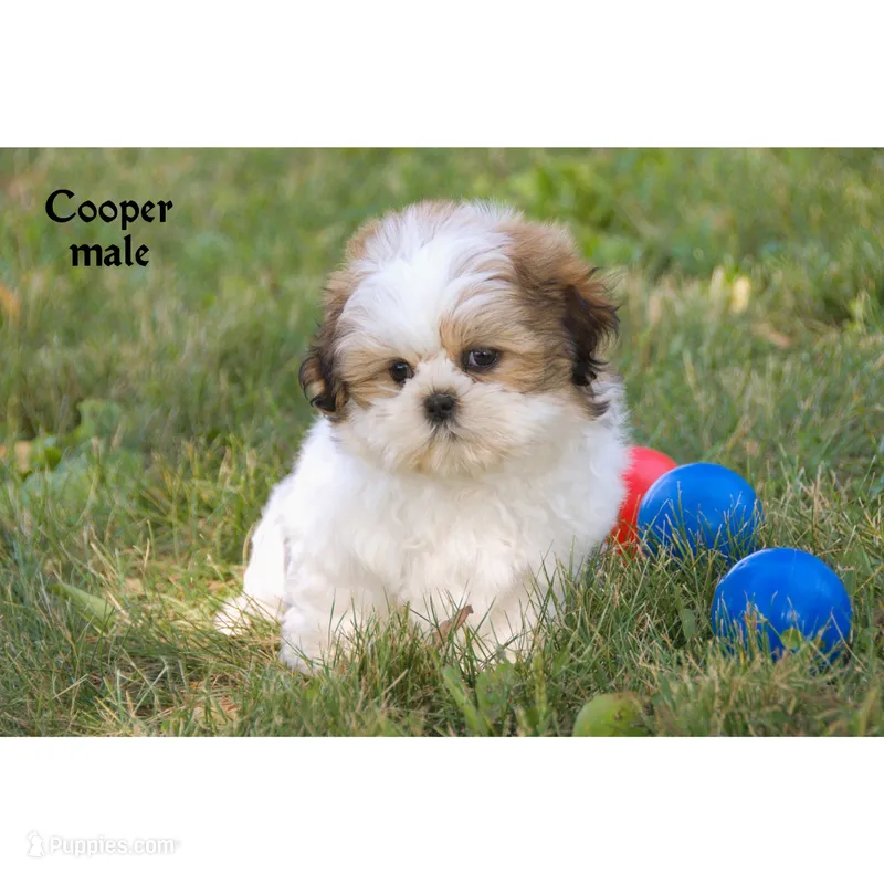 Cooper – Shih Tzu puppy for sale in Clare, MI