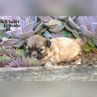 Violet, a female Shih Tzu for sale in Clare, MI – 3 of 3