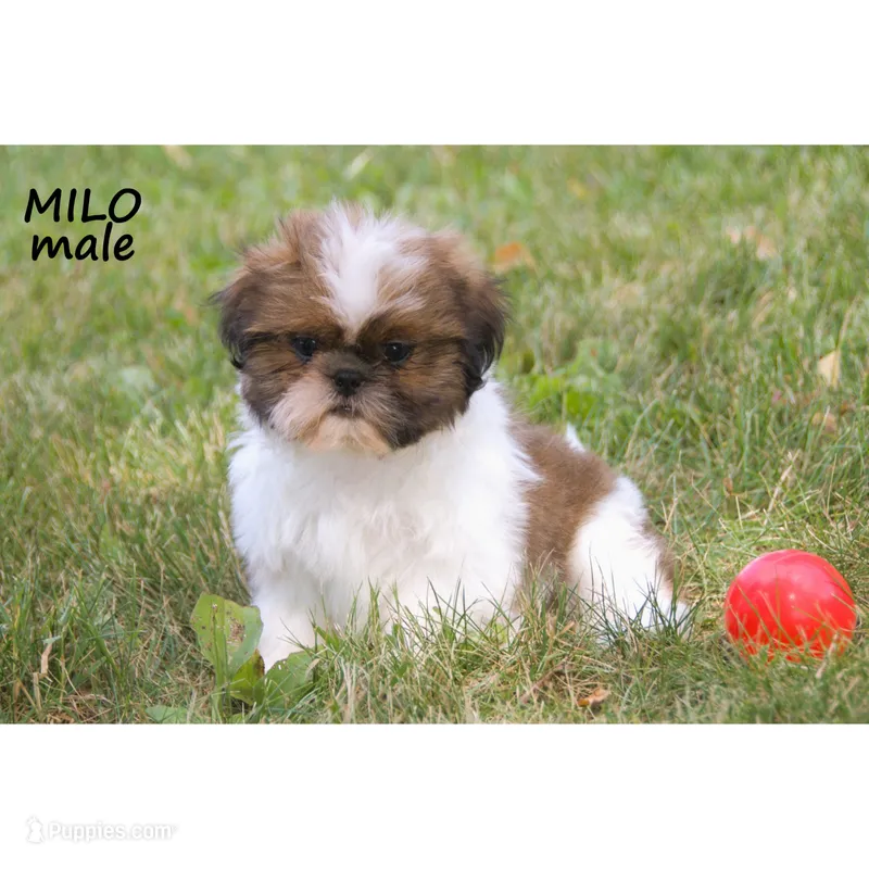 Milo – Shih Tzu puppy for sale in Clare, MI