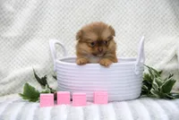 Truffles, a female Pomeranian and Shih Tzu for sale in Clare, MI – 3 of 5