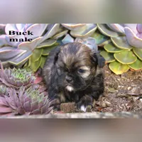 Buck, a male Shih Tzu for sale in Clare, MI – 2 of 2