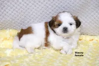 Stacey, a female Shih Tzu for sale in Clare, MI – 3 of 7