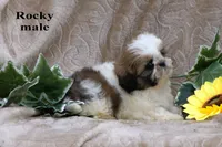 Rocky, a male Shih Tzu for sale in Clare, MI – 2 of 2