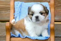 Teddy, a male Shih Tzu for sale in Clare, MI – 2 of 4