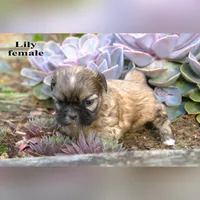 Lily, a female Shih Tzu for sale in Clare, MI – 2 of 3